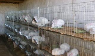 兔子的家常养法 养殖兔子的方法