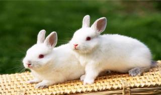 兔子怎么分辨公母 小兔子怎么辨别公母